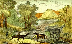 Őstörténet-eocén időszak: Jobbról balra: Paloeotherium, Anoplotherium, Xiphodonts és a madarak Tantalus. Természeti alkotás és élőlények. Rajz A. Demarle. 1885