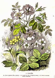 Rosacees – Természetes teremtés és élőlények: A. Demarle rajza. 1885 alkotó: Alphonse Demarle