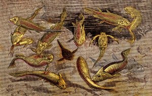 The Devonian Times (Prehistory) Élőlények: Harc az élőlények létezéséért. Természetes Teremtés. Rajz A. Demarle. 1885