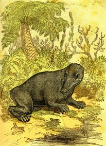 Labyrinthodonta (kétéltű): a szén-korszak kétéltűje. Természetes teremtés és élőlények. Rajz A. Demarle 1885 alkotó: Alphonse Demarle