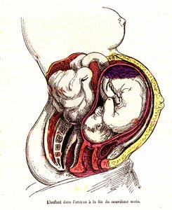 The child in the uterus (late 9th month) - The normal life & health of J. Rengade- Drawing A.Demarle 1881 alkotó: Alphonse Demarle