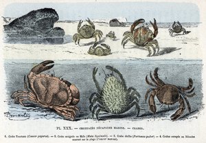 Állattani tábla; rák decapode tengeri, rák (torta, araignee, etrill, menade) (Zoológiai lemez: rákok) Metszet a „L
