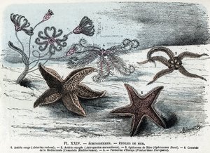 Állattani tábla; tüskésbőrűek, tengeri csillagok (asteriák, ophiocoma, comatum és pentacrine) (Állattani lemez: tengeri csillagok) Metszet a „” L