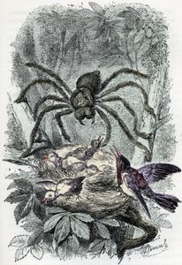 Állattani térkép: pókféle, madárlégyfészket meglepő madárlegy (Zoológiai tábla: pókféle, Avicularia) Rengade „Ember és természet” metszet alkotó: Alphonse Demarle