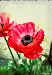 Red Anemone, 2013, (digitális vegyes technika phoneography)