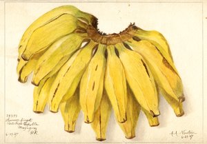 Banán (Múzsa: Guincos Finget) (akvarell)