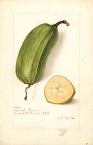 Banán (Musa: Popoulu Hawaii) (akvarell)