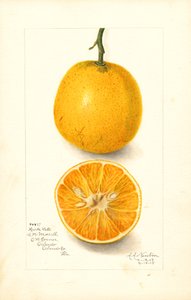 Harts késői narancs (Citrus sinensis) (akvarell)