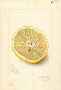 Ichang narancs (Citrus sinensis) (akvarell)