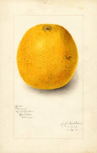 Ichang narancs (Citrus sinensis) (akvarell)