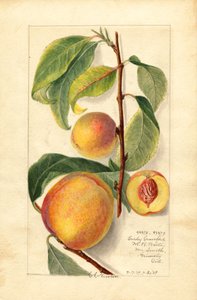 Őszibarack (Prunus persica) (akvarell)