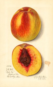 Őszibarack ( Prunus persica: J.H. Hale) (akvarell)