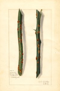 Két beteg narancsfa ága (Citrus sinensis) (akvarell)