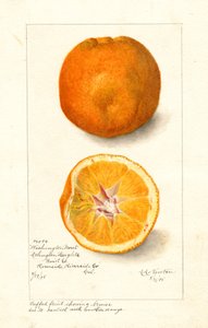 Washington Navel narancs ( Citrus sinensis) (akvarell)