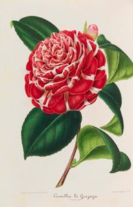 Kaméliák új ikonográfiája, 1850-1860. alkotó: Ambroise Alexandre Verschaffelt