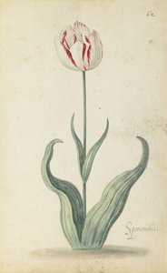 "Speramondi" tulipán, virágalbumból, 1640 körül