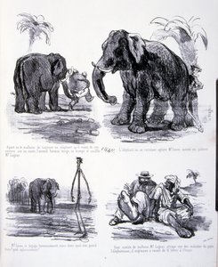 illusztráció: A hizlalás és a fogyás művészete alkotó: Amédée de Noé
