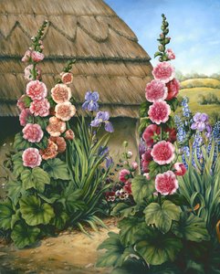 Cottage Garden hollyhocks, 1995