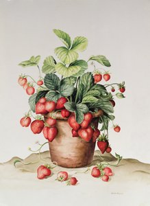 Eper edényben, 1998 (wc papíron)