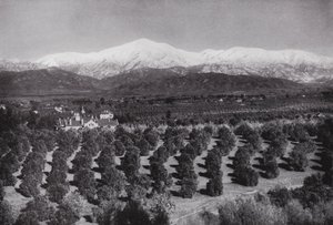 Kalifornia: Redlands, Smiley Heightsból, napsütés, narancsligetek és havas csúcsok (f/w fotó) alkotó: American Photographer (after)