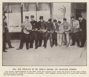 Az állattartók kényszeretetésre kényszerítenek egy pitont a New York-i Állatkertben, az Egyesült Államokban (f/w fotó) alkotó: American Photographer (after)