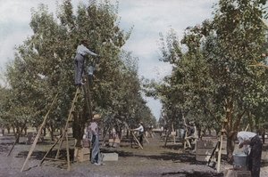 Oregon: Gyümölcsszedés a Rouge River Valley Orchardban (fotó) alkotó: American Photographer (after)