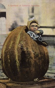 Kaliforniai sütőtök példány (színezett fotó) alkotó: American Photographer