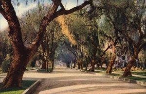 Avenue of Pepper Trees, Pasadena (színes fotó) alkotó: American Photographer