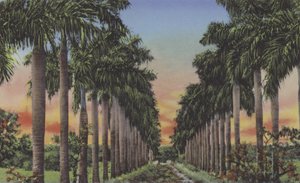 Calle de Palmas, Royal Palms Avenue (színes fotó) alkotó: American Photographer