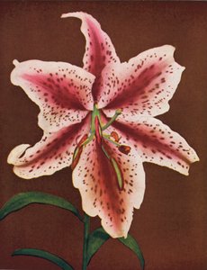 Liliomok: Lilium Auratum, Crimson Queen (színes fotó) alkotó: American Photographer