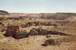 Megkövesedett erdő, Arizona (színes fotó) alkotó: American Photographer