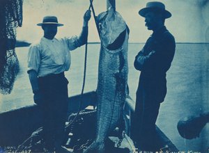 "Tarpon vagy ezüst király", október 29. alkotó: American Photographer