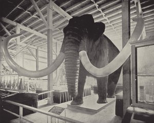 A nagy szibériai mamut alkotó: American Photographer