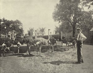 A struccok alkotó: American Photographer
