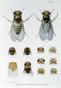 Abeilles - in "" Hozzájárulások a Drosophila melanogaster genetikájához"", Thomas H. Morgan alkotó: American School