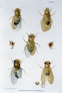 Abeilles - in "" Hozzájárulások a Drosophila melanogaster genetikájához"", Thomas H. Morgan alkotó: American School