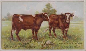 Amerikai kereskedelmi kártya, amely a Swift and Company állatbőröket reklámozza, Union Stock Yards, Chicago, Illinois (színes litográfia) alkotó: American School