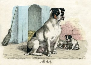 Bulldog, Az állatok természetrajzából alkotó: American School