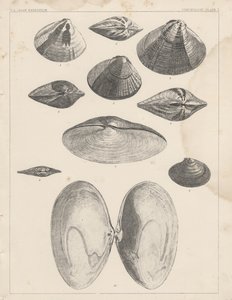 Conchology Plate I alkotó: American School