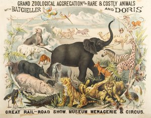 Ritka és költséges állatok nagy állattani csoportja Batchellerrel és Dorisszal (chromolitho) alkotó: American School