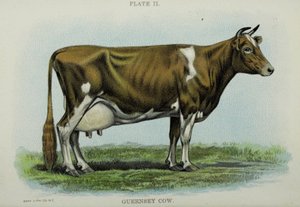Guernsey Cow, Jacob Biggle „Biggle Cow Book”-jából alkotó: American School
