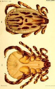 Hím Dermacentor reticulatus, illusztráció a "Szarvasmarha kullancsok (Ixodoidea) az Egyesült Államokból" alkotó: American School