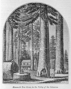 Mamutfa liget a Calaveras-völgyben, az "Egész országunk" című könyvből: Múlt és jelen, történeti és leíró", írta John Warner Barber és Henry Hare, 1861. alkotó: American School