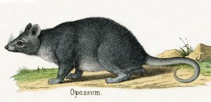 Opossum, Az állatok természettörténetéből alkotó: American School