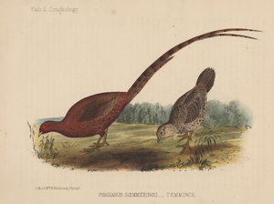 Phasianus Soemmeringh (Temminck) alkotó: American School