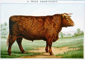 Díj Shorthorn Bull (színes litó) alkotó: American School