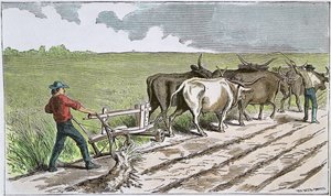 Sodbusters of the American West, 1880 körül (színes metszet) alkotó: American School