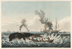The Whale Fishery - Attacking a "Right" bálna és a "Cutting In", pub. 1860 (színes litó) alkotó: American School