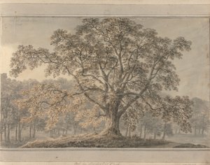 Kilátások Angliában, Skóciában és Walesben: Ash a Londesbro Parkban, 1800. május alkotó: Amos Green