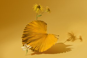 Ikebana 05, 2018 (fotózás)